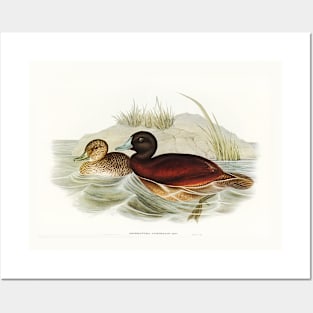 Blue-billed Duck Posters and Art